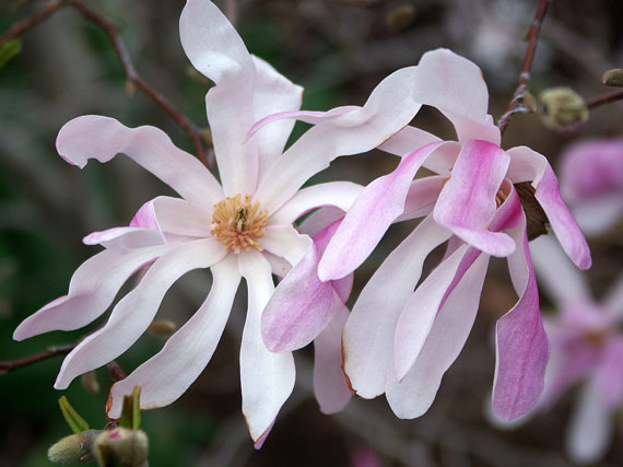 Magnolias que anuncian la primavera (2 parte)